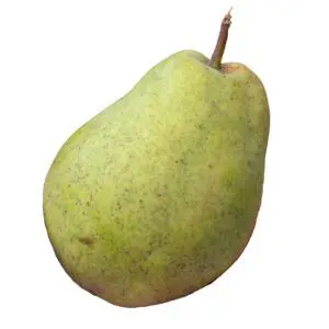 d'anjou pear