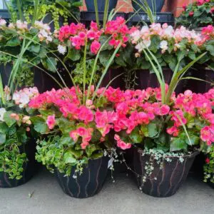 Patio Flower Pots