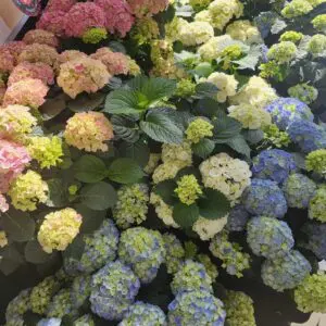 Hydrangeas 8 inch