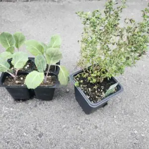Square Pot Herbs 4 inch