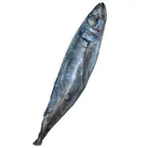 large stickleback fish