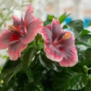 hibiscus flowers