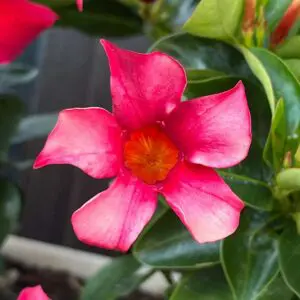 Dipladenia