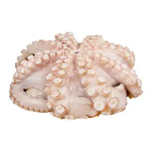 Maximum Seafood Flowered Octopus