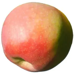 paula red apples