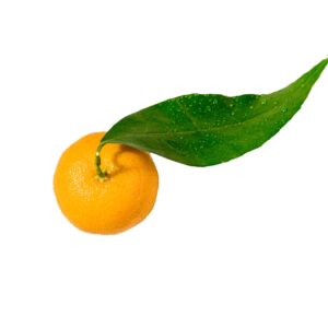 Clementines Leaf Stem scaled 2