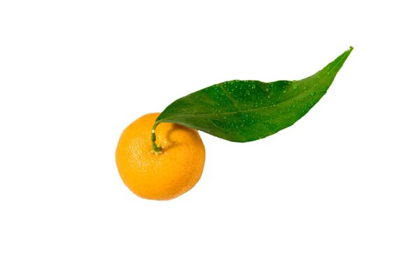 Clementines Leaf Stem scaled 2