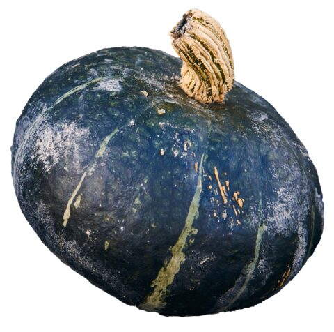 Buttercup Squash