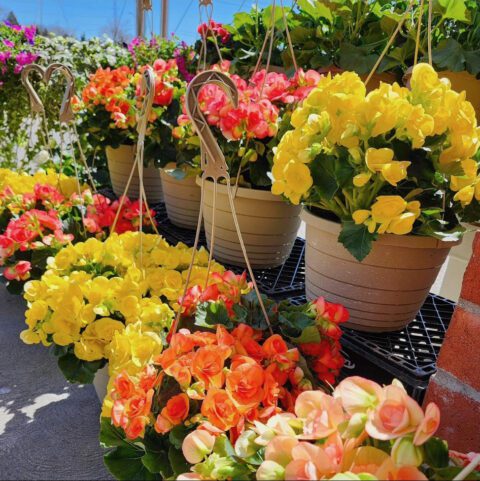 hanging flower baskets