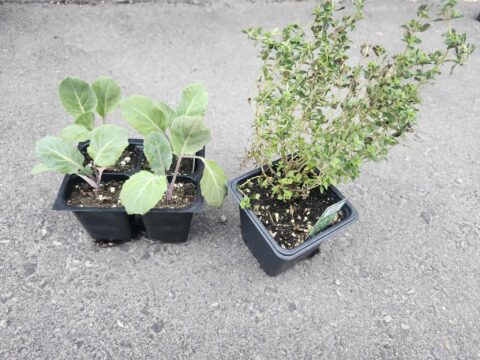 Square Pot Herbs 4 inch