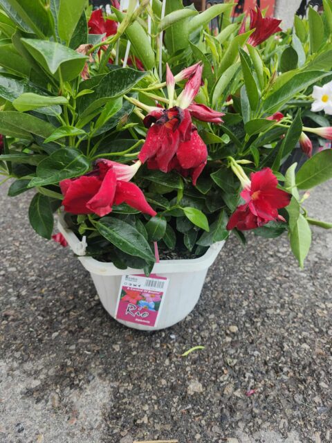 Rio Hanging Baskets